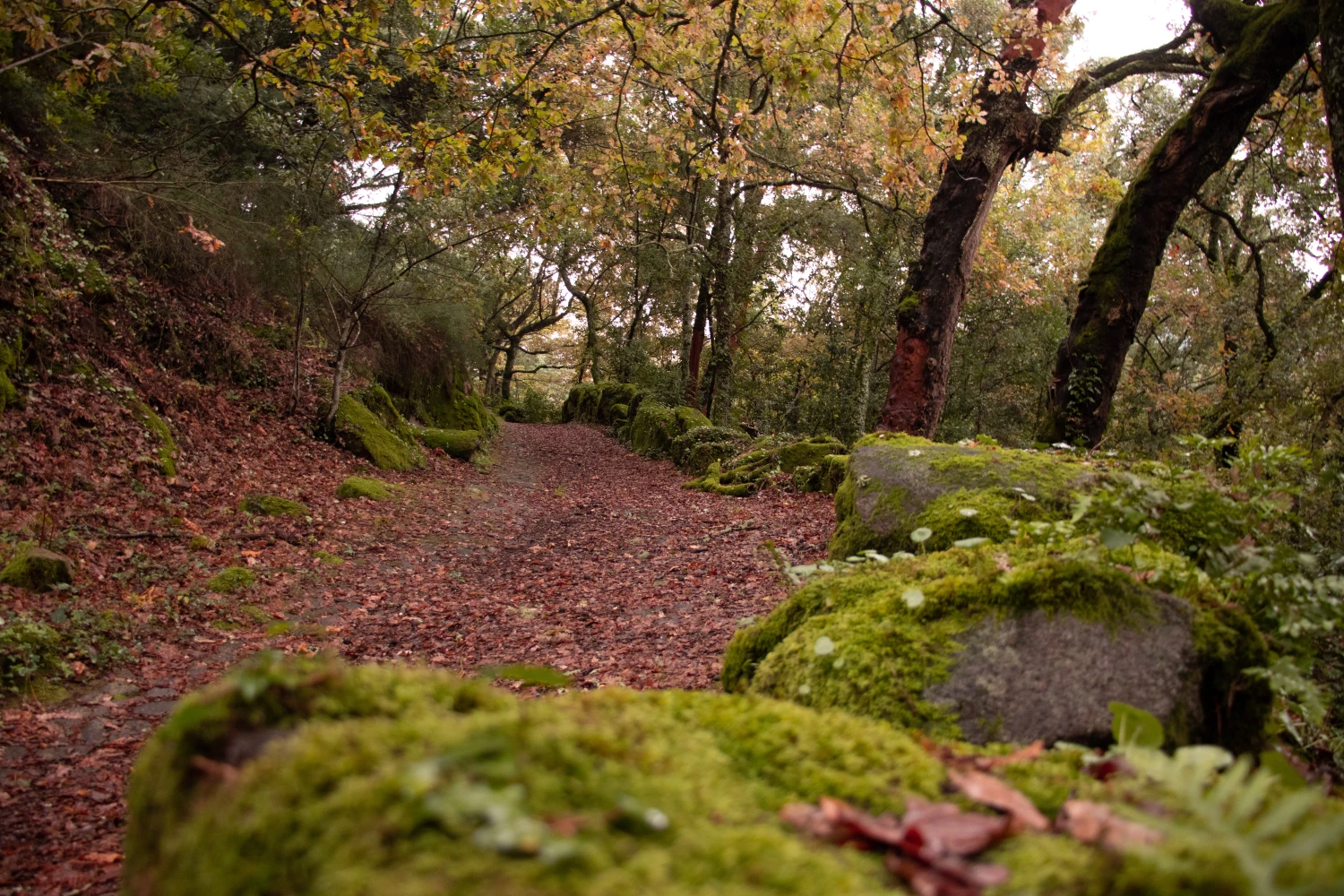 Caminhadas na Floresta
